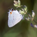 Gray Hairstreak Butterfly Strymon melinus 1917