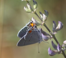 Gray Hairstreak Butterfly Strymon melinus 1951