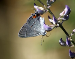 Gray Hairstreak Butterfly Strymon melinus 2006