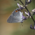 Gray Hairstreak Butterfly Strymon melinus 2012