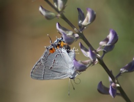 Gray Hairstreak Butterfly Strymon melinus 2021