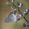 Gray Hairstreak Butterfly Strymon melinus 2021