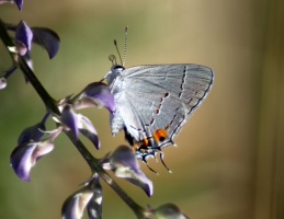 Gray Hairstreak Butterfly Strymon melinus 2025