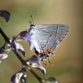 Gray Hairstreak Butterfly Strymon melinus 2025