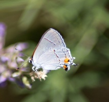 Gray Hairstreak Butterfly Strymon melinus 2354