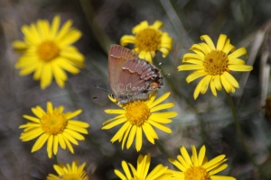 Jefferson County Oregon Wild Flowers and Small Butterfly 465