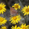 Jefferson_County_Oregon_Wild_Flowers_and_Small_Butterfly_465.jpg