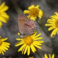 Jefferson_County_Oregon_Wild_Flowers_and_Small_Butterfly_502.jpg