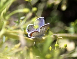 Karner Blue Butterfly Melissa blue butterfly 227