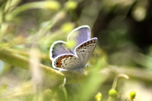 Karner Blue Butterfly Melissa blue butterfly 237