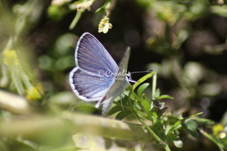Karner_Blue_Butterfly_Melissa_blue_butterfly_288.jpg