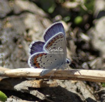 Karner Blue Butterfly Melissa blue butterfly 315