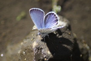 Karner Blue Butterfly Melissa blue butterfly 338