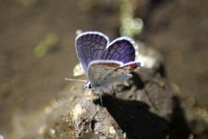 Karner Blue Butterfly Melissa blue butterfly 3422