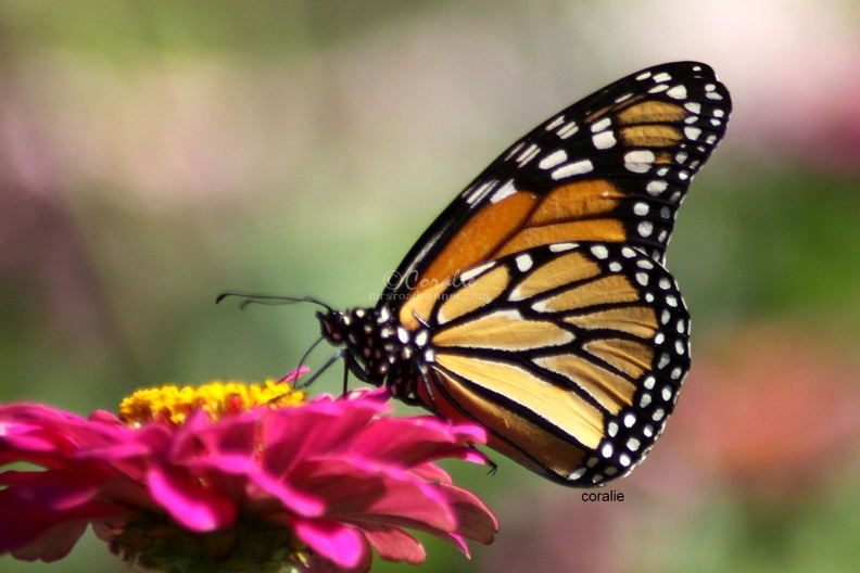Monarch_Butterfly_sample.jpg