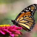 Monarch Butterfly sample