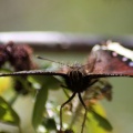 Mourning Cloak Butterfly 455