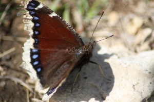 Mourning Cloak Butterfly 473