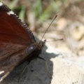 Mourning Cloak Butterfly 537