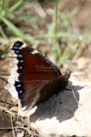 Mourning Cloak Butterfly 572