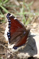 Mourning Cloak Butterfly 574