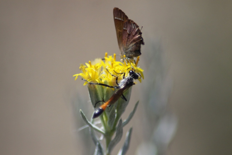 Mud_Wasp_and_Small_Butterfly_on_Wild_Flower_150.jpg