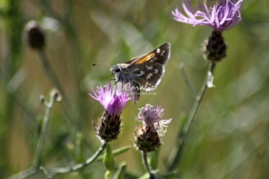 Pyrgus communis Checkered Skipper butterfly 1553