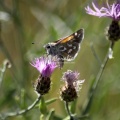Pyrgus communis Checkered Skipper butterfly 1553