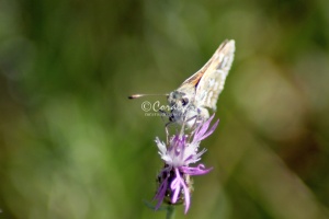 Pyrgus communis Checkered Skipper butterfly 1630