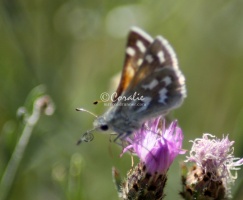 Pyrgus communis Checkered Skipper butterfly  1564