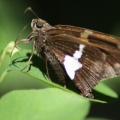 Silver_spotted_Skipper_Epargyreus_clarus_Butterfly_169.jpg