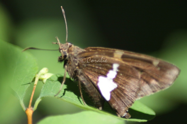 Silver_spotted_Skipper_Epargyreus_clarus_Butterfly_185.jpg
