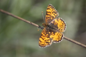 Silverspot Butterfly 989