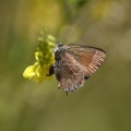 Small Butterfly 051