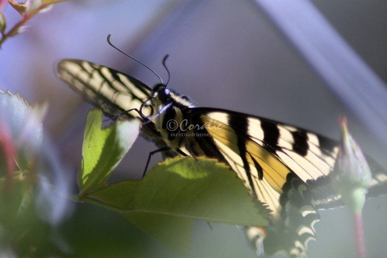 Swallowtail_Butterfly_043.jpg