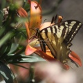 Swallowtail Butterfly on the Lilly 223