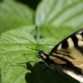 Yellow_Swallowtail_Butterfly_012.jpg