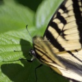 Yellow Swallowtail Butterfly 013