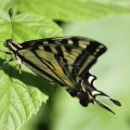 Yellow Swallowtail Butterfly 032