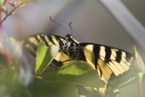 Yellow Swallowtail Butterfly 044