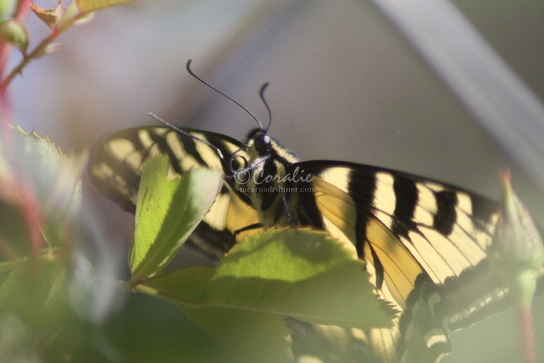 Yellow_Swallowtail_Butterfly_044.jpg