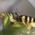 Yellow Swallowtail Butterfly 044