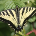 Yellow Swallowtail Butterfly 062