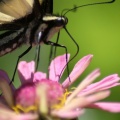 Yellow_Swallowtail_Butterfly_1414_Sample_File.jpg