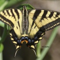 Yellow Swallowtail Butterfly 1865 Sample File