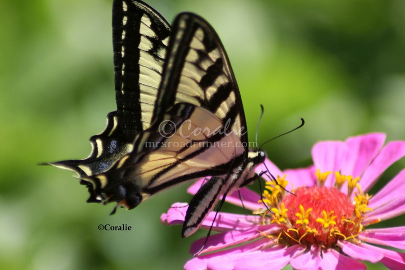 Yellow_Swallowtail_Butterfly_2306_Sample_File.jpg