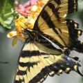 Yellow_Swallowtail_Butterfly_Honeysuckle_Flower_3859_Sample_File.jpg
