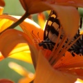 Yellow Swallowtail Butterfly on A Lily Flower 170