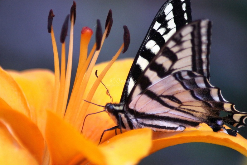 Yellow_Swallowtail_Butterfly_on_Lily_Flower_0202.jpg
