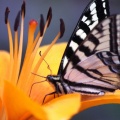 Yellow Swallowtail Butterfly on Lily Flower 0202